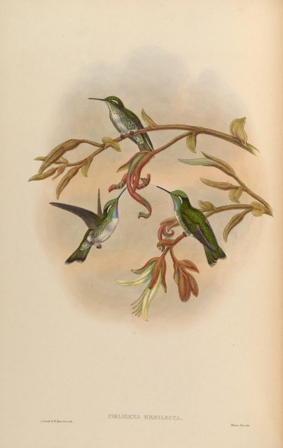 Coeligena hemileuca = Lampornis hemileucus by John Gould